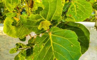 Sea grape plant tree with leaves grapes and seeds Mexico. photo