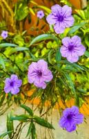 Purple pink flower Brittons Wild Petunia Mexican Bluebell Petunia Mexico. photo