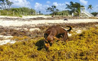 Brown cute funny dog play playful on the beach Mexico. photo