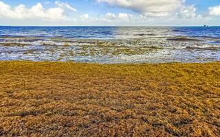 Beautiful Caribbean beach totally filthy dirty nasty seaweed problem Mexico. photo