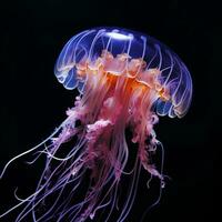 Black background jellyfish isolated photo