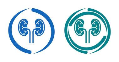 Kidney Vector Icon