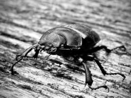 Male stag beetle with long and sharp jaws photo