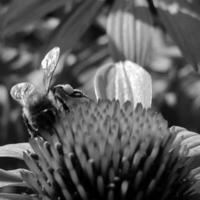 Winged bee slowly flies to the plant, collect nectar for honey on private apiary from flower photo