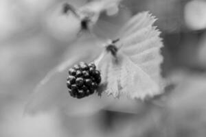Photography from whole ripe berry black, red blackberry in nature closeup photo