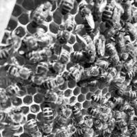 Winged bee slowly flies to honeycomb collect nectar photo