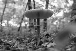 Photography to theme beautiful mushroom amanita Muscaria in forest photo