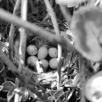 Eggs from oval strong shell waiting their mother in nest photo