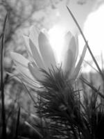 Wild flower adonis vernalis photo
