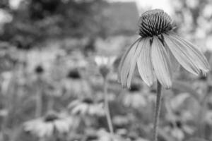 Blooming flower echinacea with leaves photo