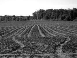 Plowed field for potato in brown soil on open countryside nature photo