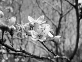 Beautiful pink flowers bloomed on apple photo