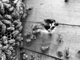 Winged bee slowly flies to honeycomb collect nectar for honey on private apiary photo