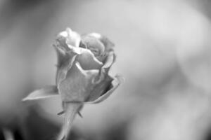 Flor de belleza salvaje con néctar que florece en el campo de campo foto