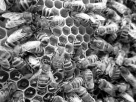 La estructura hexagonal abstracta es un panal de abejas de la colmena. foto