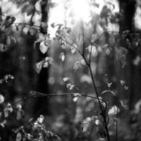 Beautiful living tree with lot of leaves on branches protrude from wooden plant photo