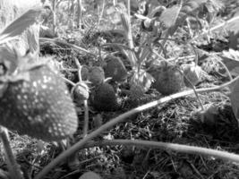 whole ripe berry red strawberry photo