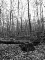 Beautiful photo shows an old broken tree