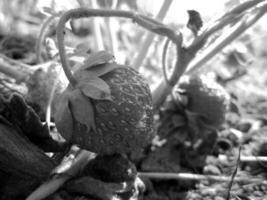 whole ripe berry red strawberry photo