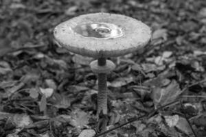 fotografía al tema hermoso hongo amanita muscaria en el bosque foto