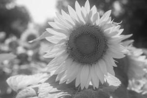 Wild bee on flower with nectar sunflower in field countryside photo