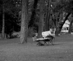 hombre leyendo Noticias en periódico mientras sentado en silla en bosque. foto