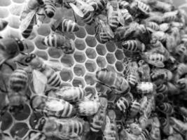 La estructura hexagonal abstracta es un panal de abejas de la colmena. foto