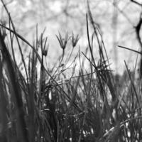 Blooming green leaves grass flower, living natural nature photo