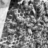 abeja alada vuela lentamente al panal recolecta el néctar foto