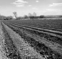 Plowed field for potato in brown soil on open countryside nature photo