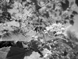 Winged bee slowly flies to the plant, collect nectar for honey photo