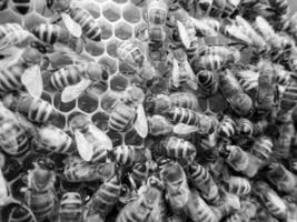 La estructura hexagonal abstracta es un panal de abejas de la colmena. foto