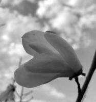 Blooming flower magnolia with green leaves, living natural nature photo