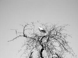 Beautiful bird stork with wings sits on branch of old tree photo