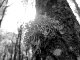 grande venenoso seta en maletero árbol cubierto con musgo en bosque frío otoño foto