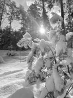 Fotografía sobre tema bosque nevado de invierno, hermosa puesta de sol brillante foto