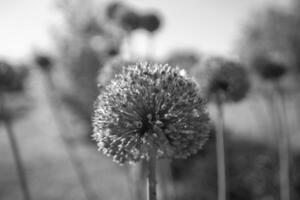 flor de belleza nativa salvaje allium echinops cardo con néctar que florece en el campo foto