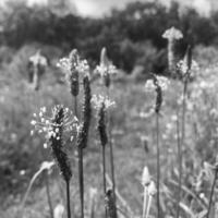 Blooming green leaves grass flower, living natural nature photo