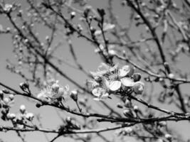 hermosas flores rosadas florecieron en la manzana foto