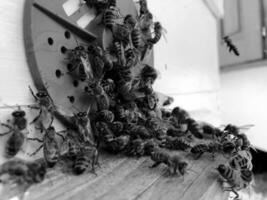 Winged bee slowly flies to honeycomb collect nectar for honey on private apiary photo