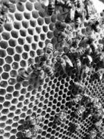 Winged bee slowly flies to honeycomb collect nectar photo