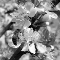 Winged bee slowly flies to the plant, collect nectar for honey photo