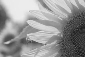 Wild bee on flower with nectar sunflower in field countryside photo