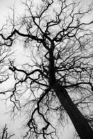 dry old tree standing alone in park against clear sky. photo