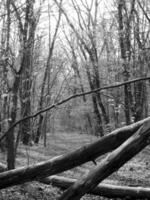 Beautiful photo shows an old broken tree