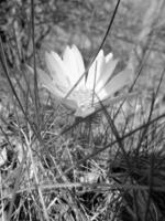 Wild flower adonis vernalis photo