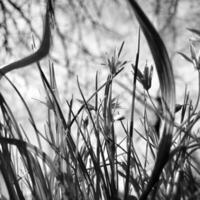 Blooming green leaves grass flower, living natural nature photo