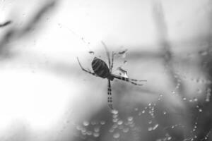 Photography to theme big tabby spider on dew web photo