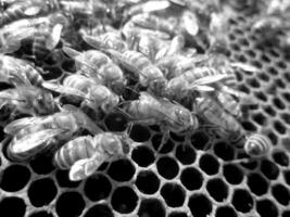 La estructura hexagonal abstracta es un panal de abejas de la colmena. foto