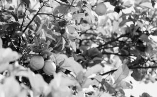 Bunches of fresh yellow ripe lemons on lemon tree photo